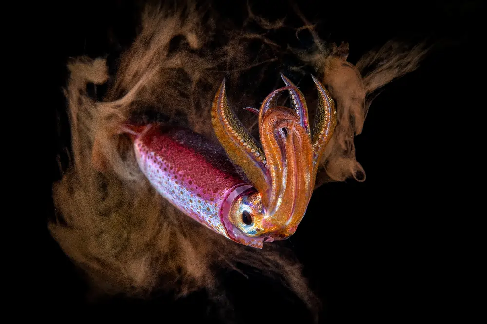 The Magic of Underwater Encounters