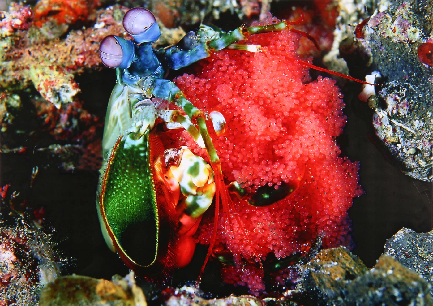 EGG HOLDER - Special Mention gold by ALESSIO VIORA, See in the Sea underwater photography contest