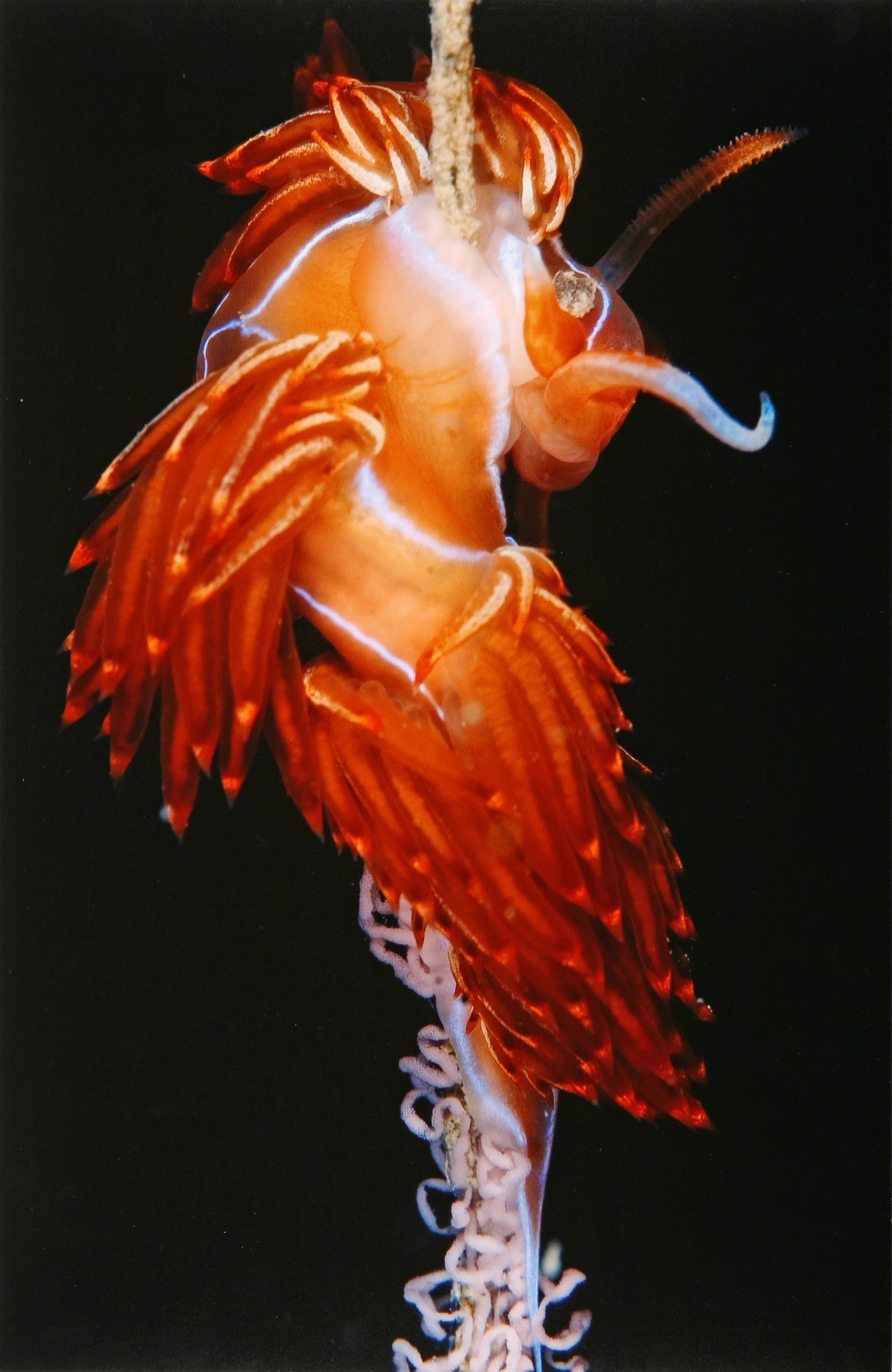 NEW LIFE - Macro runner up by GABRIELE  DONATI, See in the Sea underwater photography contest
