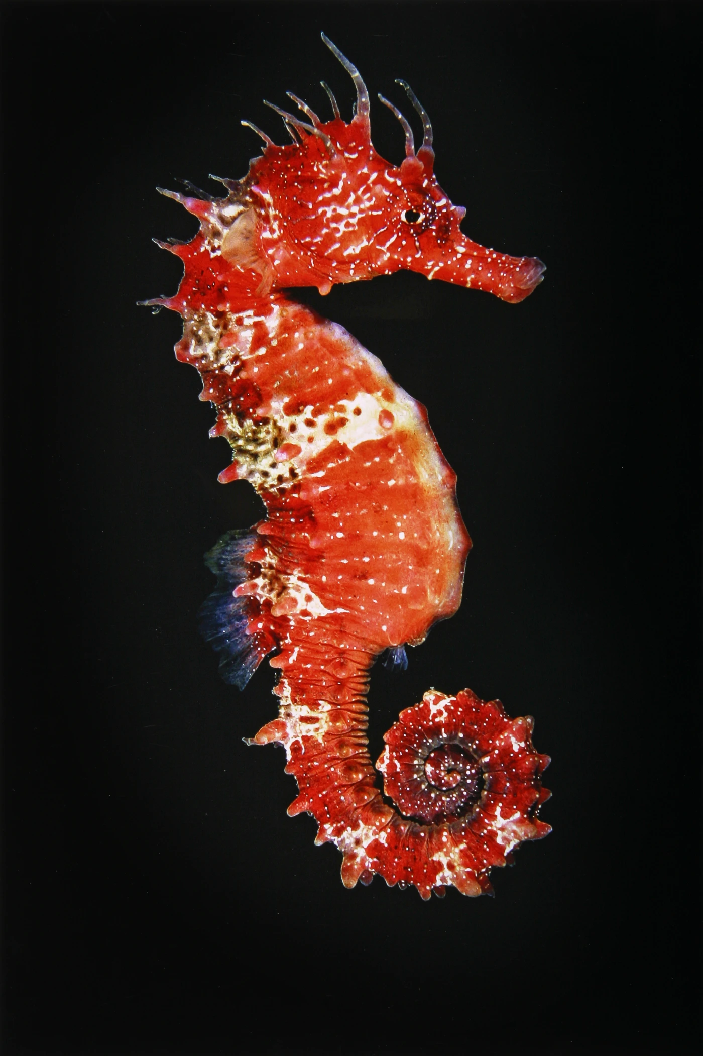 HIPPOCAMPUS RAMOLOSUS - Wide Angle runner up by STEFANO GUERRIERI, See in the Sea underwater photography contest