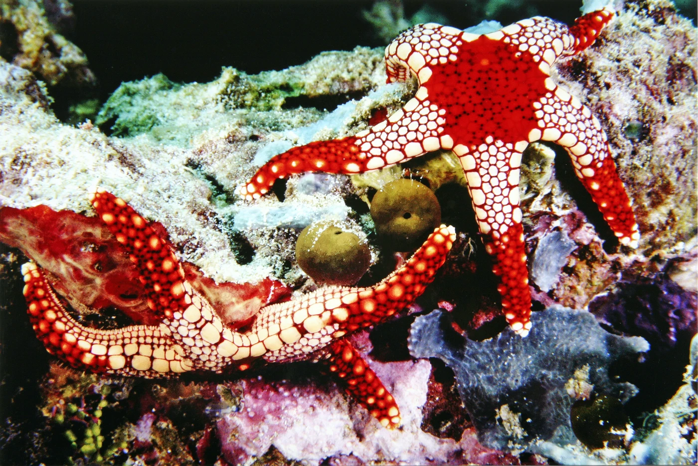 ABBRACCIO - Newcomers silver by KATIA  BIAGINI, See in the Sea underwater photography contest