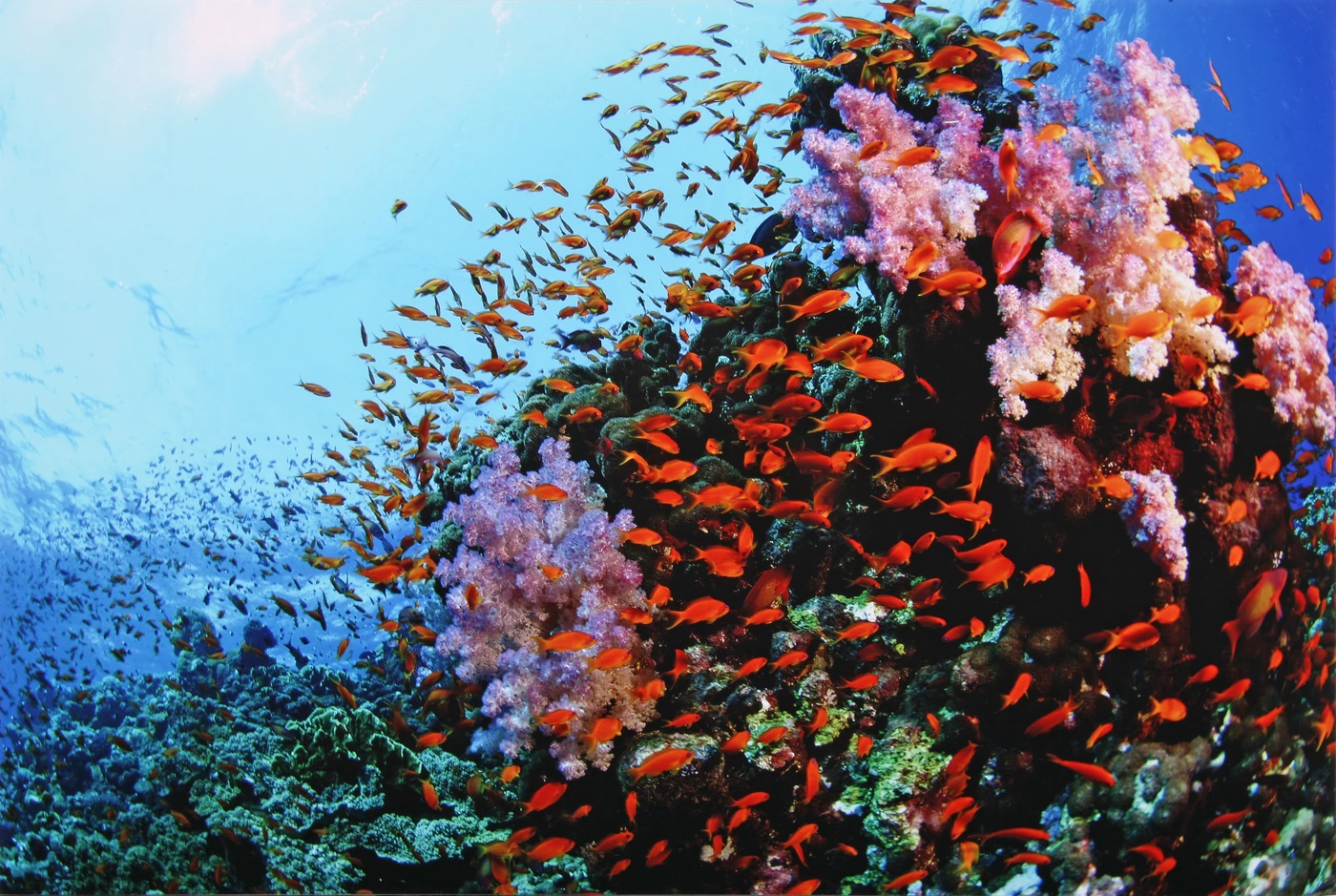 TUTTI INSIEME  - Wide Angle runner up by MAURIZIO  BENEDETTINI, See in the Sea underwater photography contest