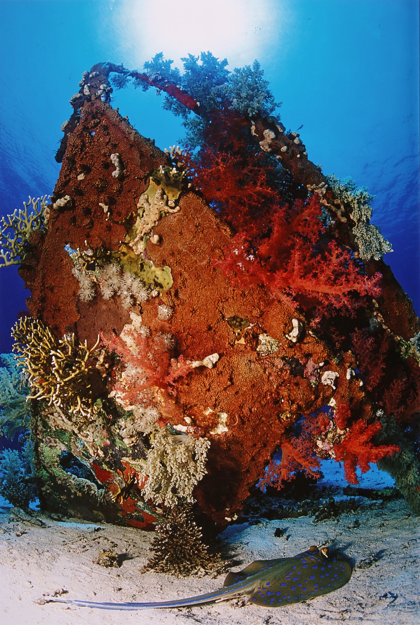 SUDAN - Wide Angle silver by CLEMENTE  ACQUADRO, See in the Sea underwater photography contest