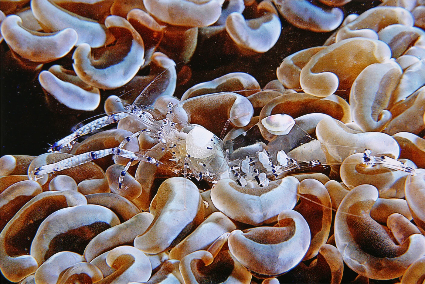 TRASPARENZE - Macro runner up by ANTONIO VANNI, See in the Sea underwater photography contest