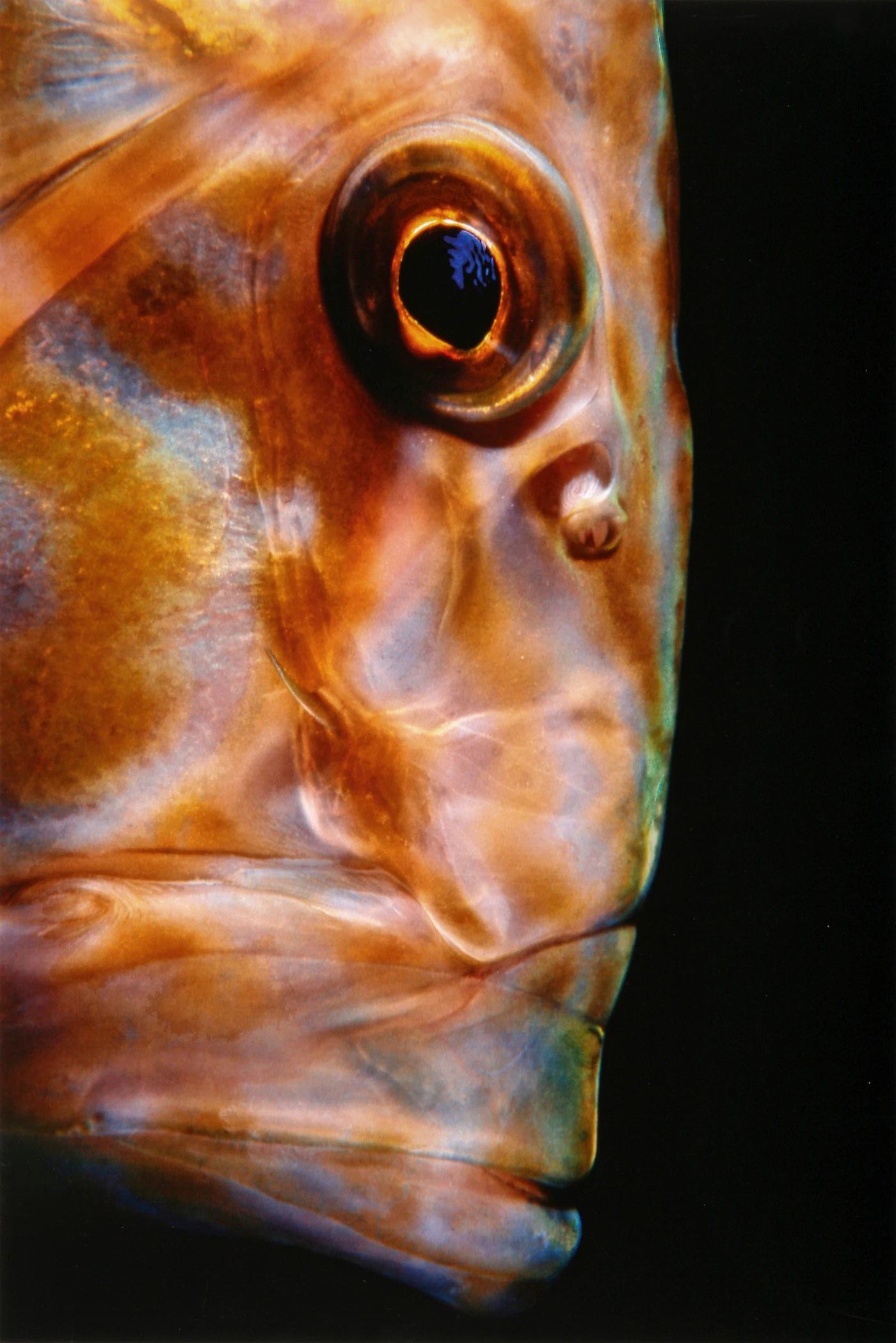 VOLTO SANTO - Macro runner up by MARCO GARGIULO, See in the Sea underwater photography contest