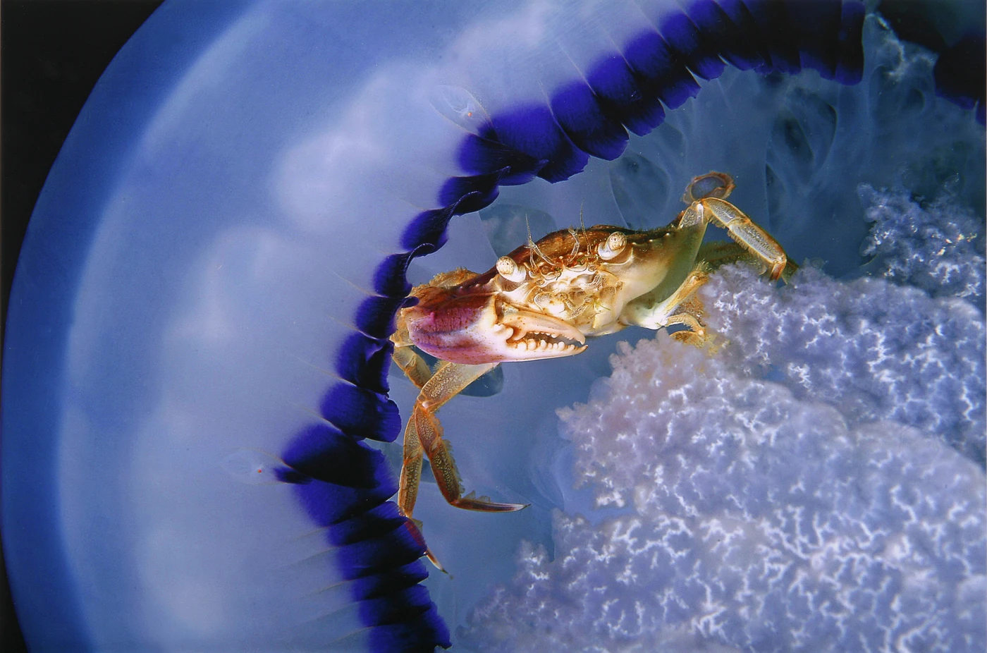 VIAGGIO NELL'IDROSFERA - Macro runner up by STEFANO GUERRIERI, See in the Sea underwater photography contest