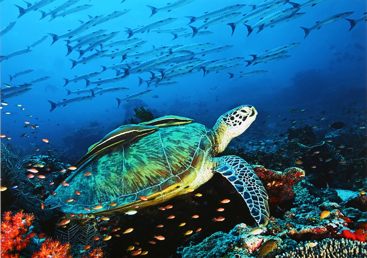 IL GUARDIANO - Wide Angle bronze by GIACOMO MARCHIONE, See in the Sea underwater photography contest