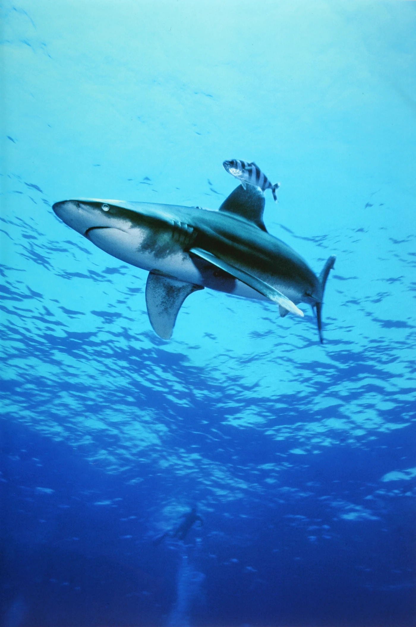 CIELO SQUALO MARE - Wide Angle runner up by FRANCO POZZI, See in the Sea underwater photography contest