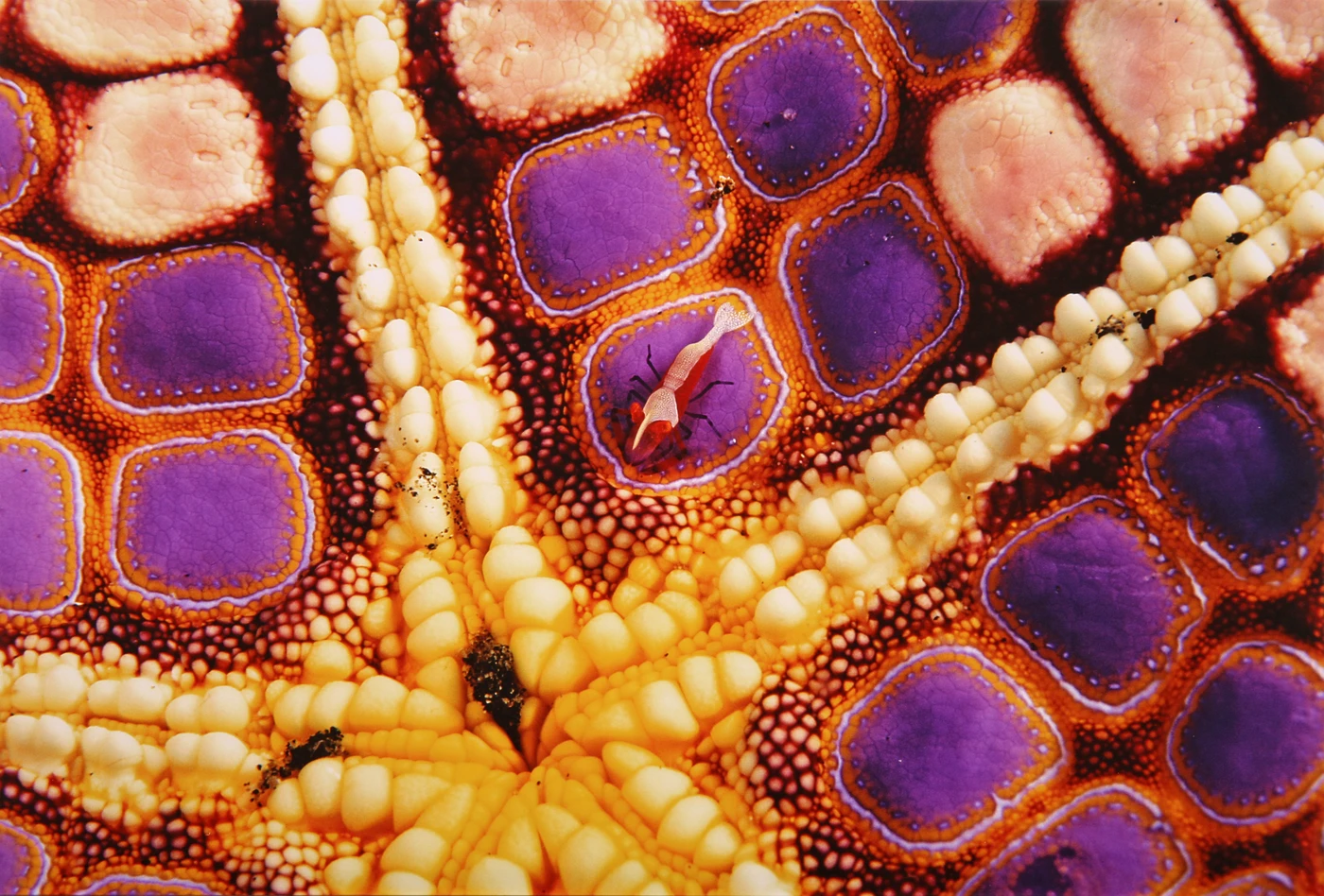 MOSAICO - Macro runner up by CLEMENTE ACQUADRO, See in the Sea underwater photography contest