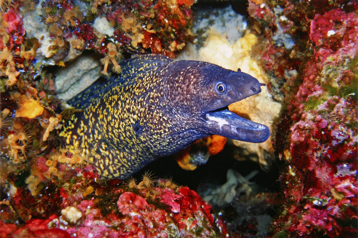 SULLA PARETE DI MALEPASSO - Wide Angle runner up by CLAUDIO STOPPATO, See in the Sea underwater photography contest