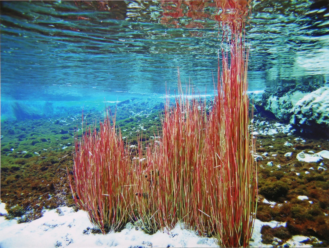 LE SORGENTI DEL PESCARA - Wide Angle runner up by RICCARDO BREDA, See in the Sea underwater photography contest