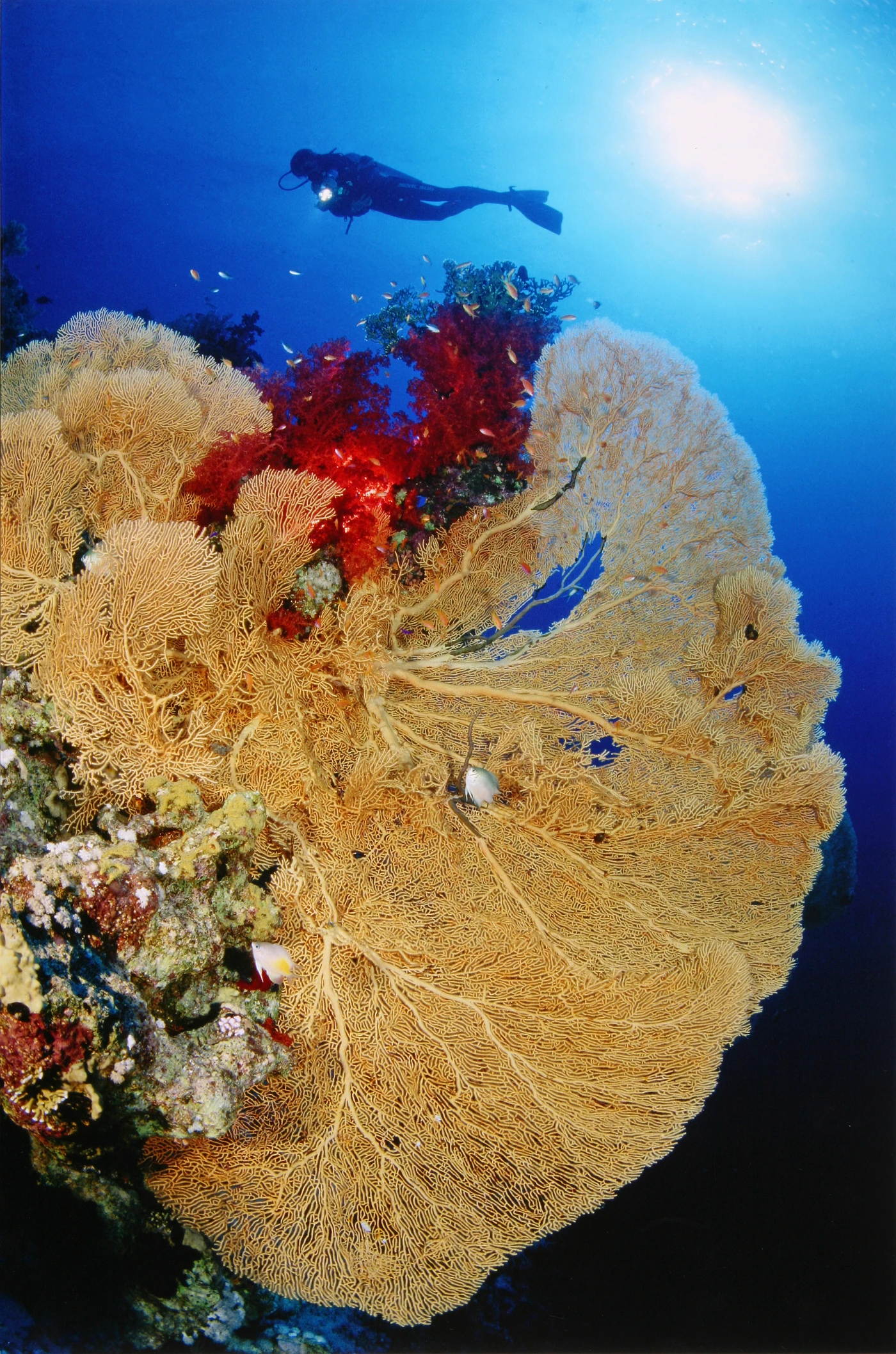 EMOZIONI IN MAR ROSSO - Wide Angle runner up by ADRIANO MORETTIN, See in the Sea underwater photography contest