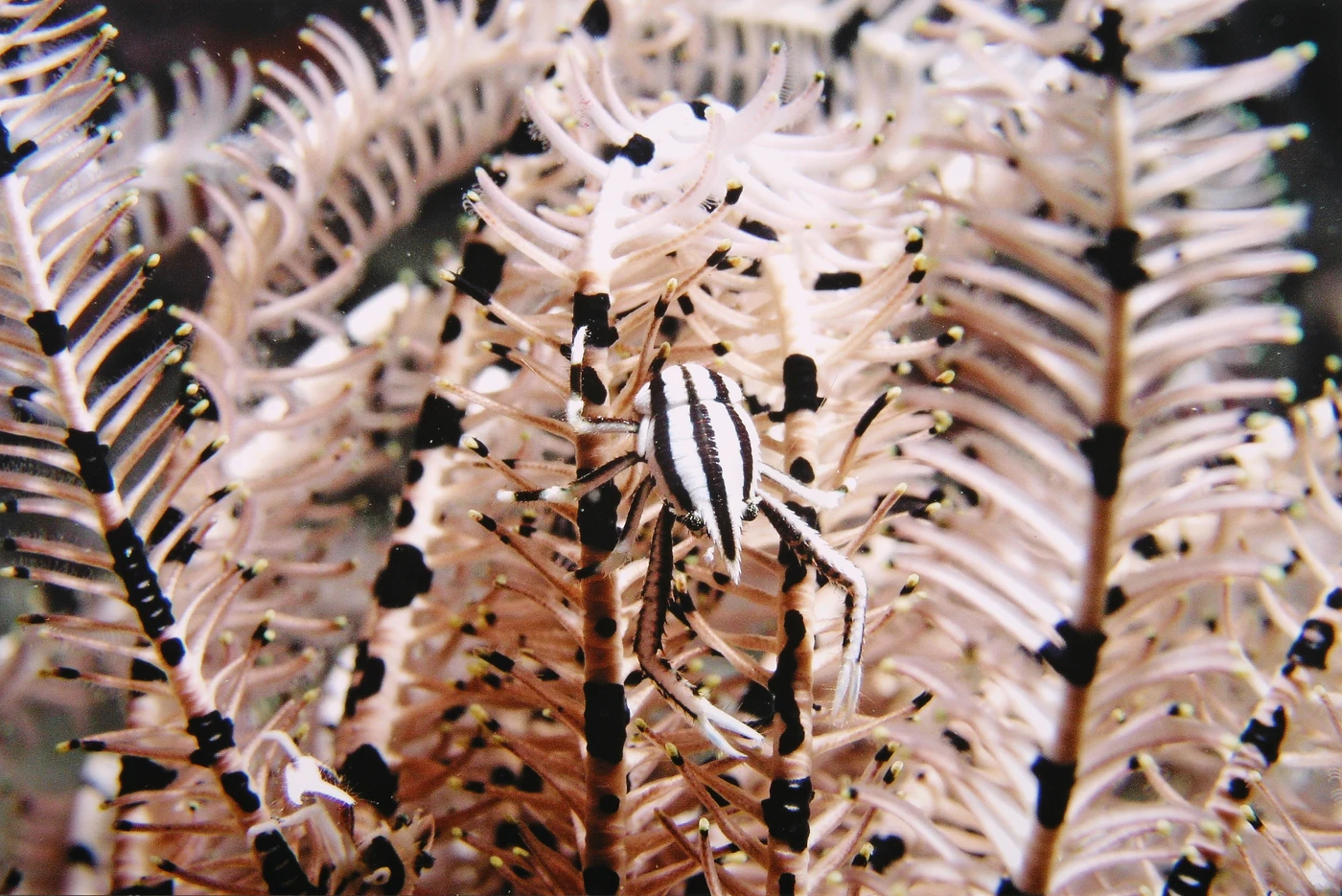 MICROCOSMO IN BIANCO E NERO - Macro runner up by LEDA MASI, See in the Sea underwater photography contest