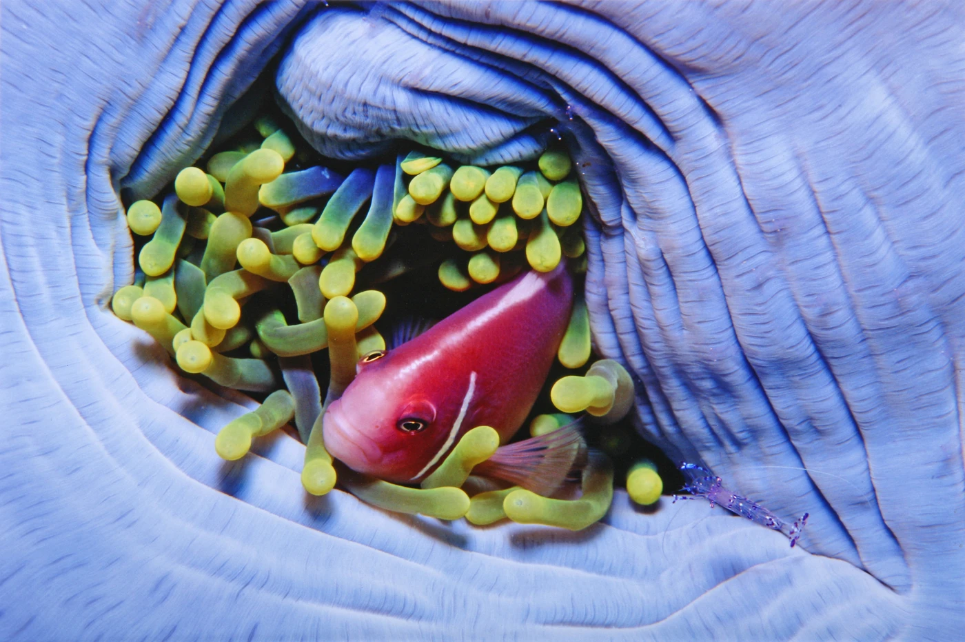 INSIEME - Macro runner up by ADRIANO  MORETTIN, See in the Sea underwater photography contest