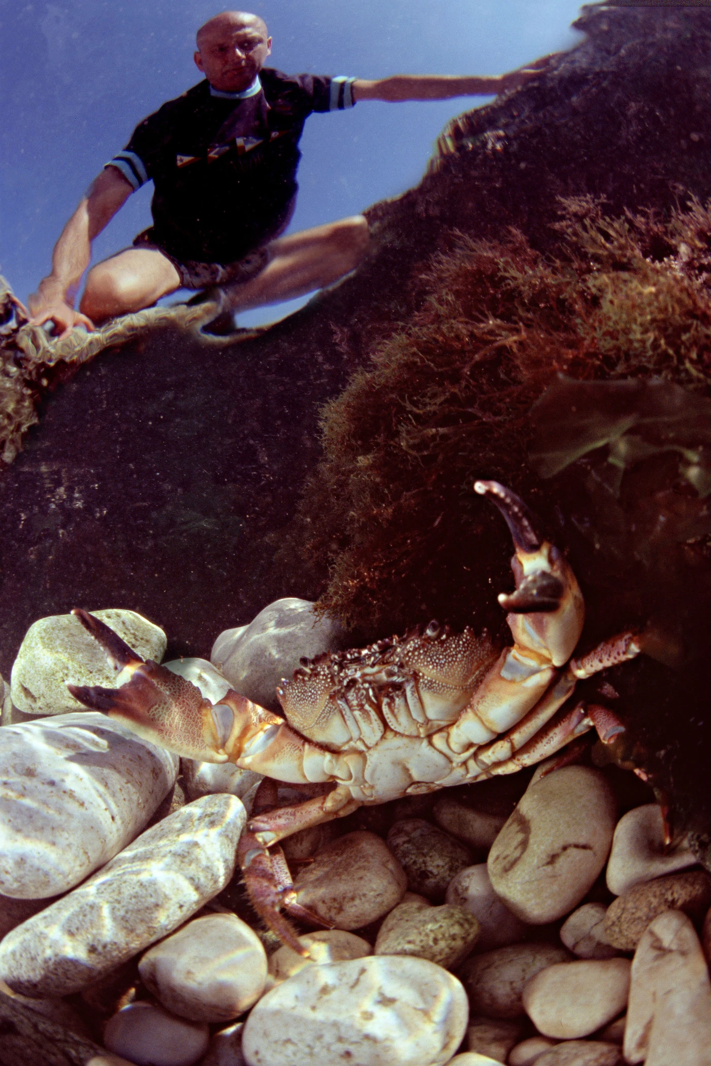 LA SFIDA DEL PELOSO - Wide Angle runner up by MARCO CARACENI, See in the Sea underwater photography contest