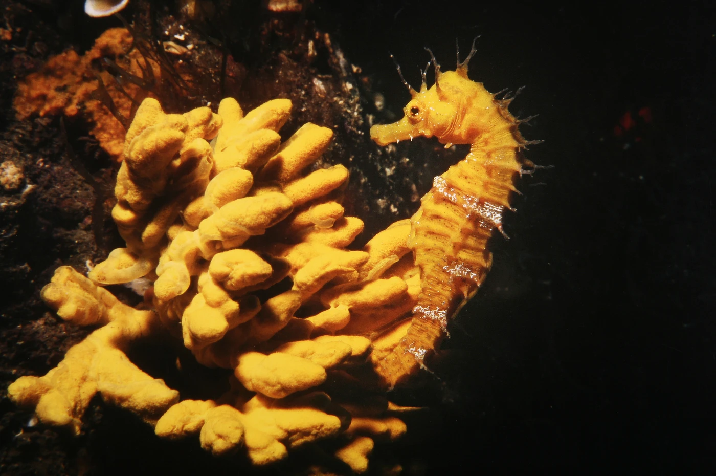 GIALLO 1 - Macro runner up by YURI LIGUORI, See in the Sea underwater photography contest