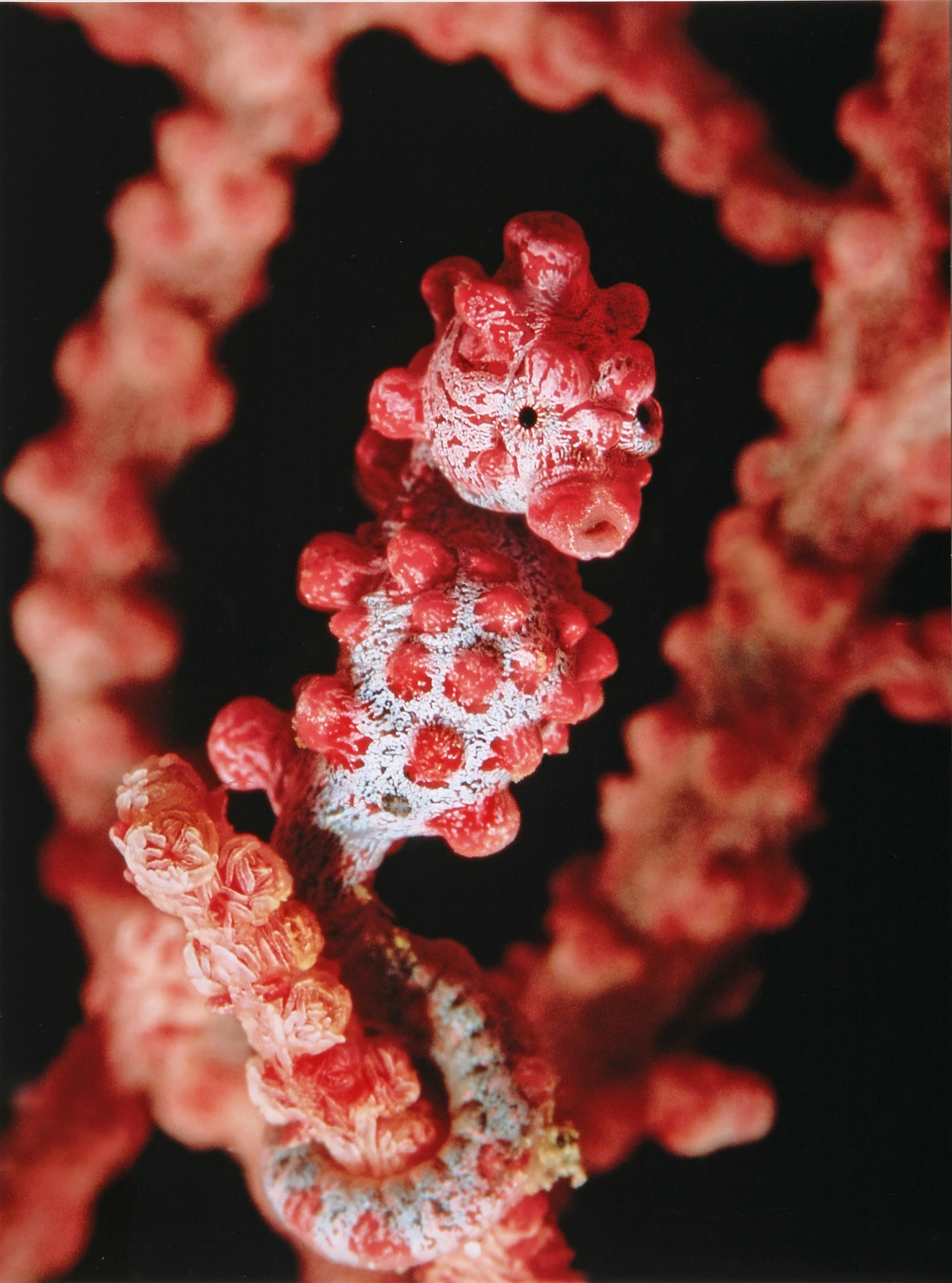 CAVALLUCCIO PIGMEO - Macro bronze by CLAUDIO ZORI , See in the Sea underwater photography contest