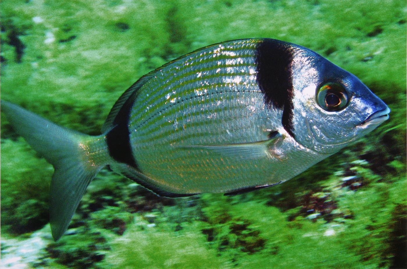 SARAGO SOLITARIO - Newcomers bronze by ANDREA ANGRILLI, See in the Sea underwater photography contest