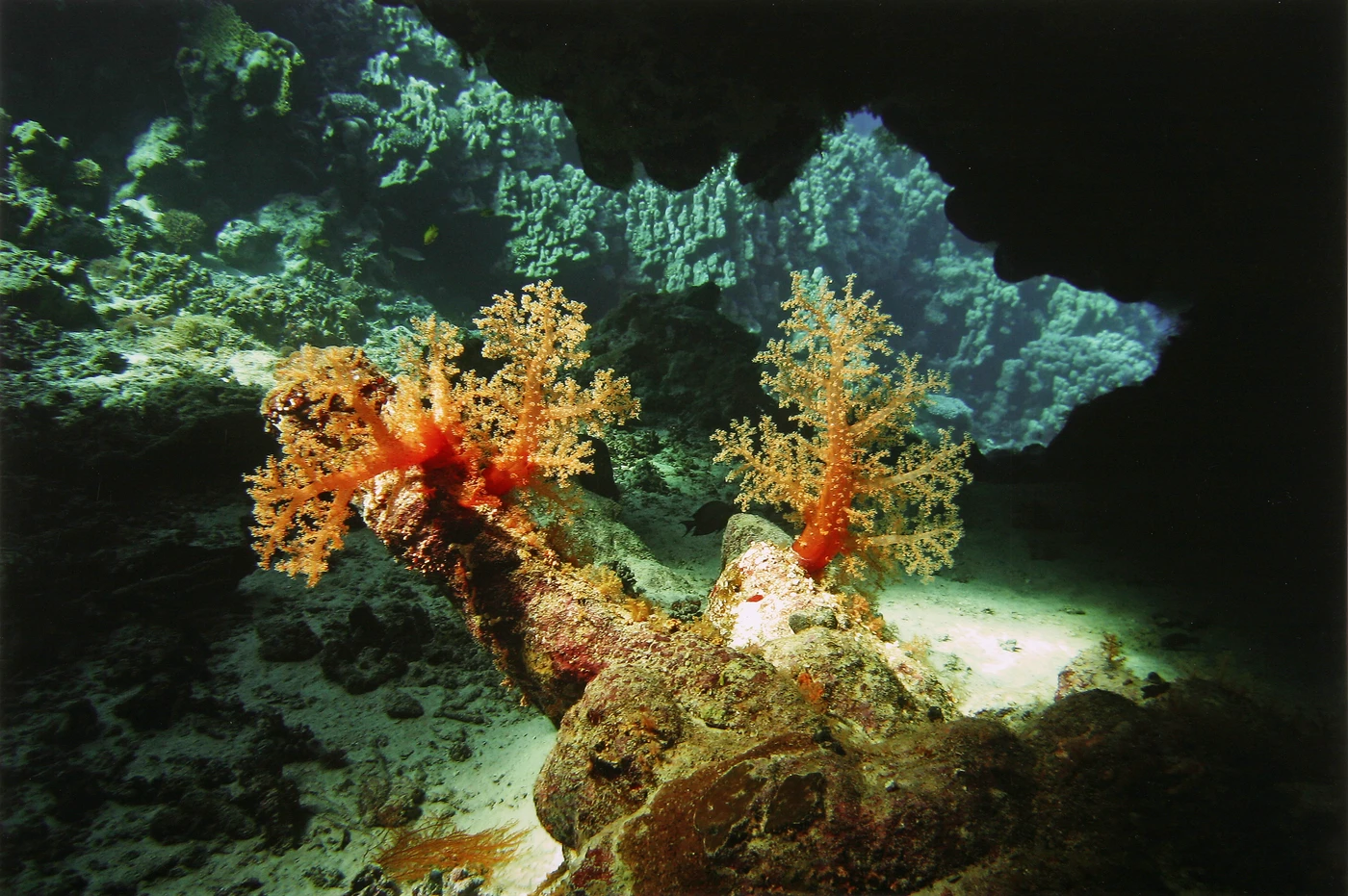 LA GROTTA MAGICA - Wide Angle runner up by MARIO RAPINI, See in the Sea underwater photography contest