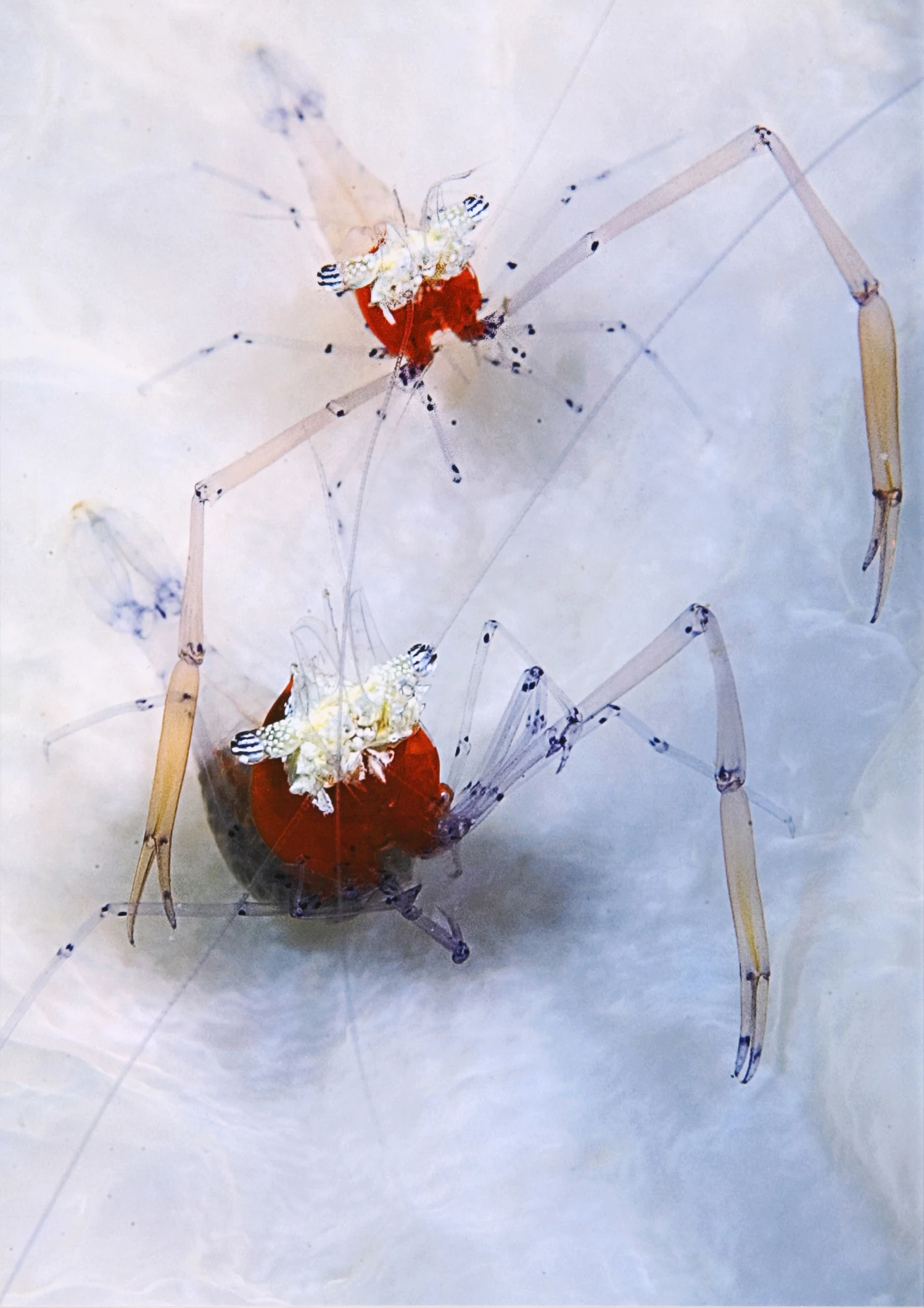 SGUARDI - Macro runner up by GIACOMO  MARCHIONE, See in the Sea underwater photography contest