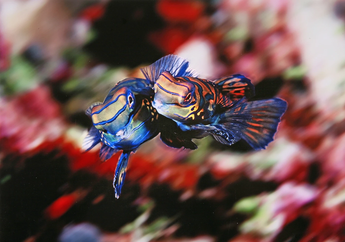 PICCOLO GRANDE AMORE - Macro silver by ALESSANDRO  FORNASIERI, See in the Sea underwater photography contest