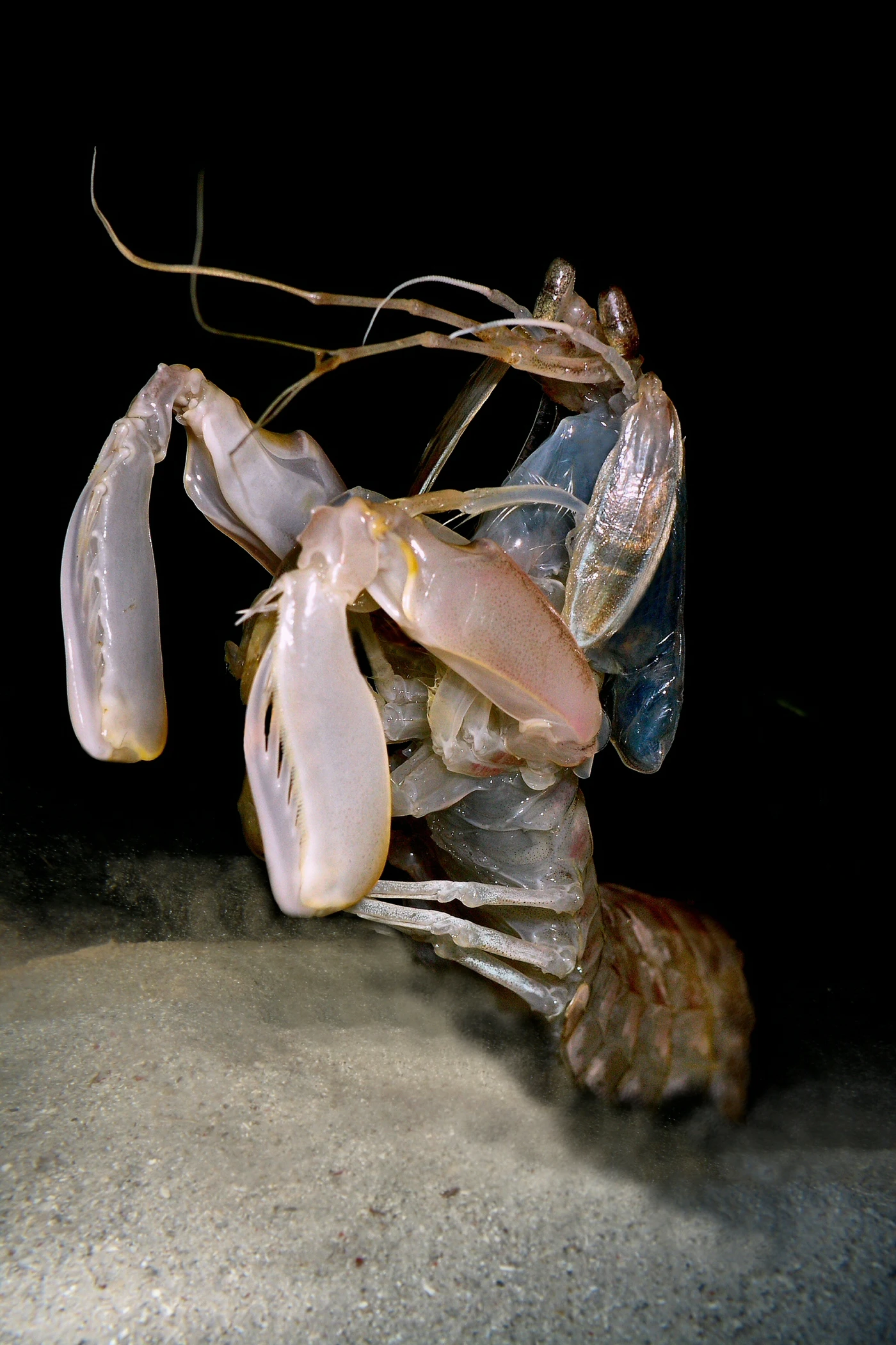 PINA - Storyboard silver by ANTIDIO ROSSI, See in the Sea underwater photography contest