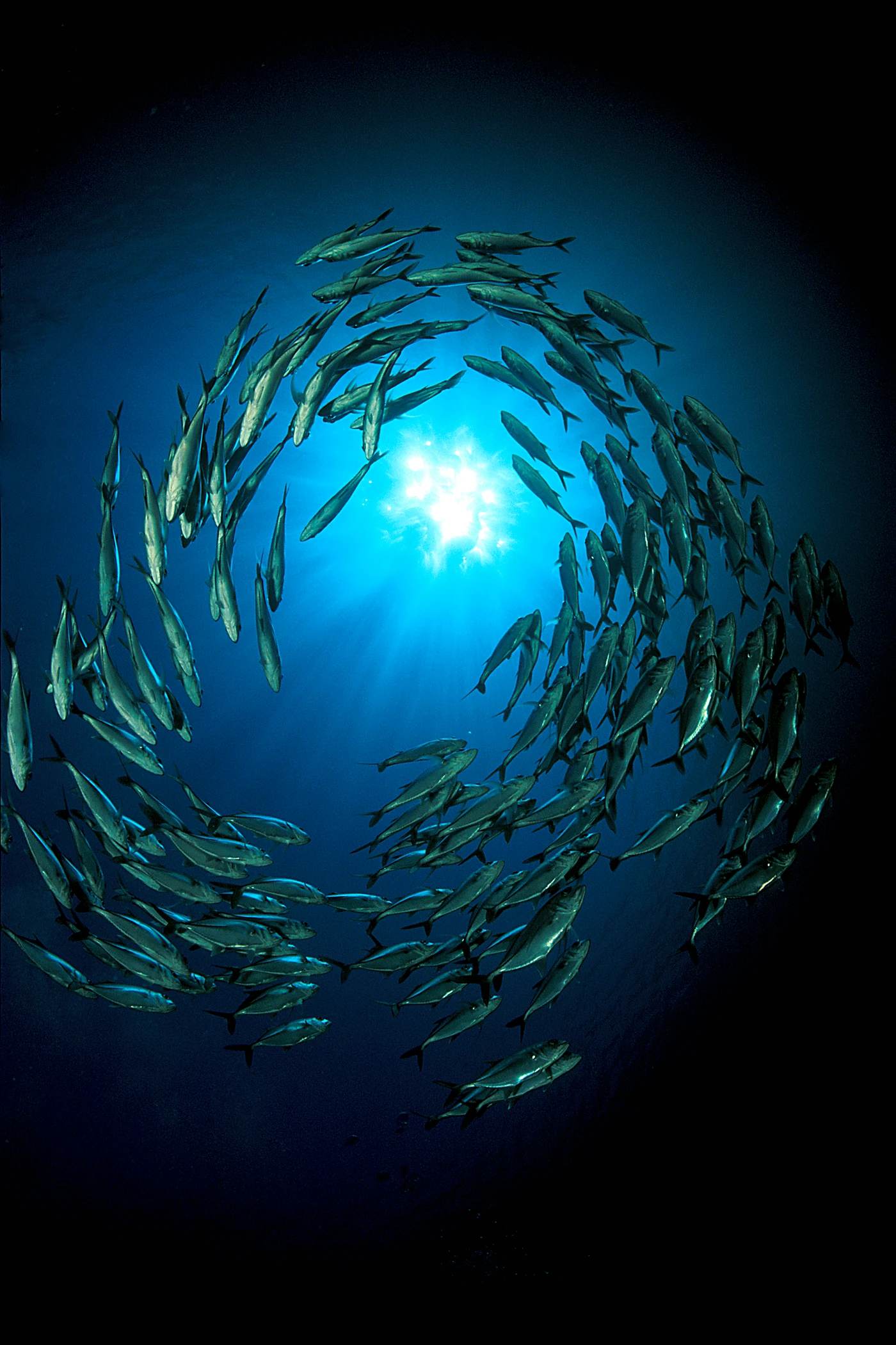 CAROSELLO NEL BLU - Wide Angle silver by CLEMENTE ACQUADRO, See in the Sea underwater photography contest