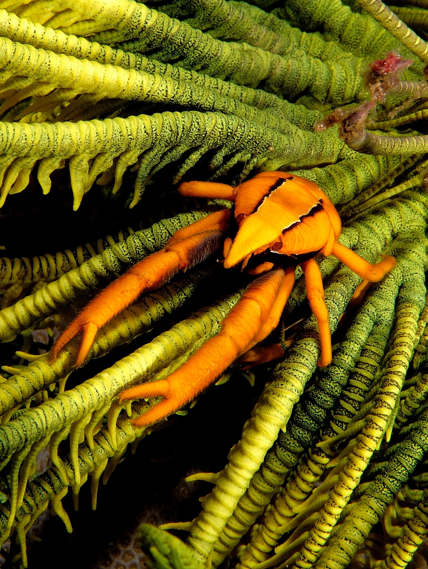 LA SCALATA - Macro gold by GIACOMO MARCHIONE, See in the Sea underwater photography contest