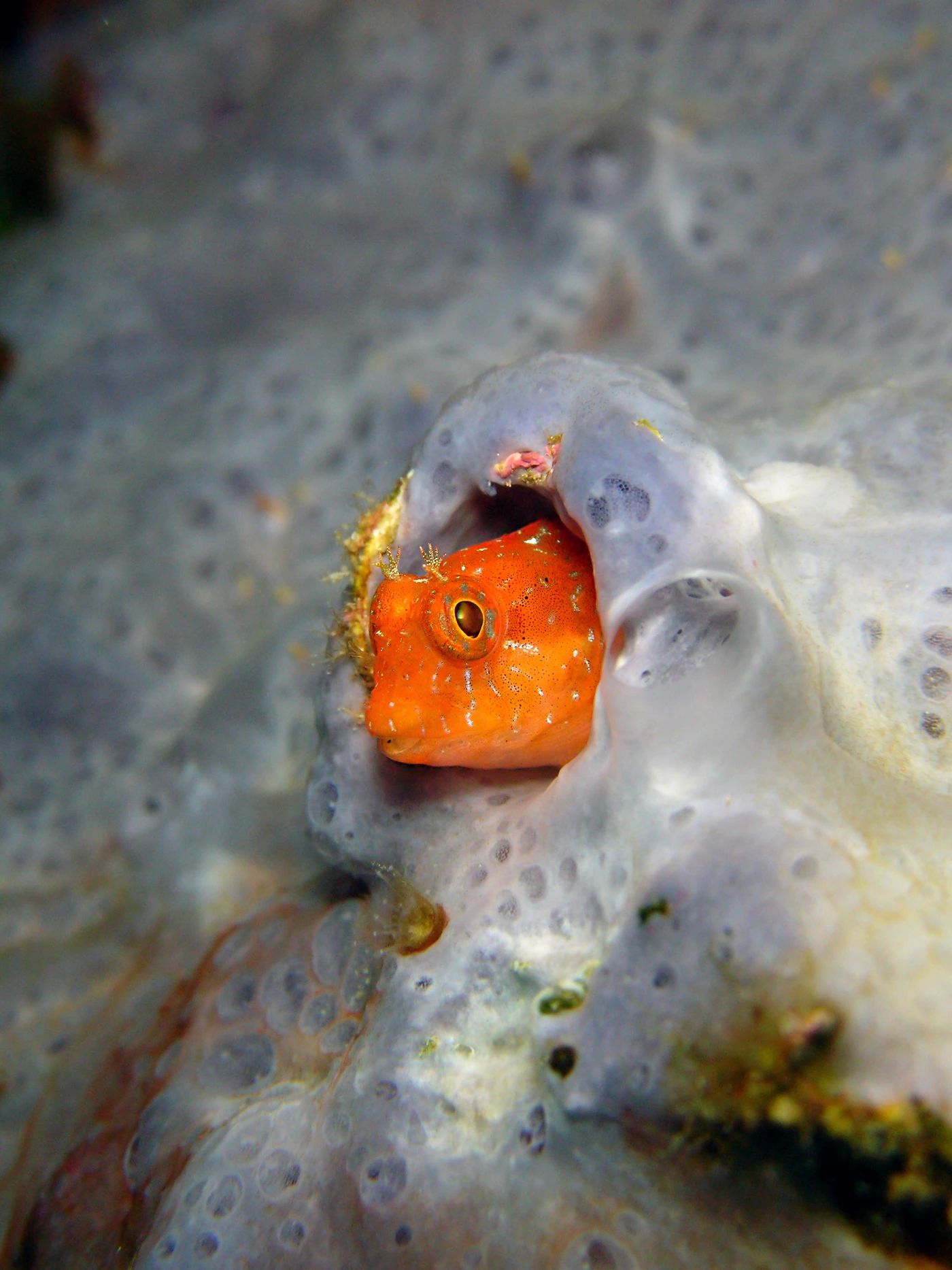 BAVOSA CURIOSA - Macro silver by DAVIDE  BARZAZZI, See in the Sea underwater photography contest