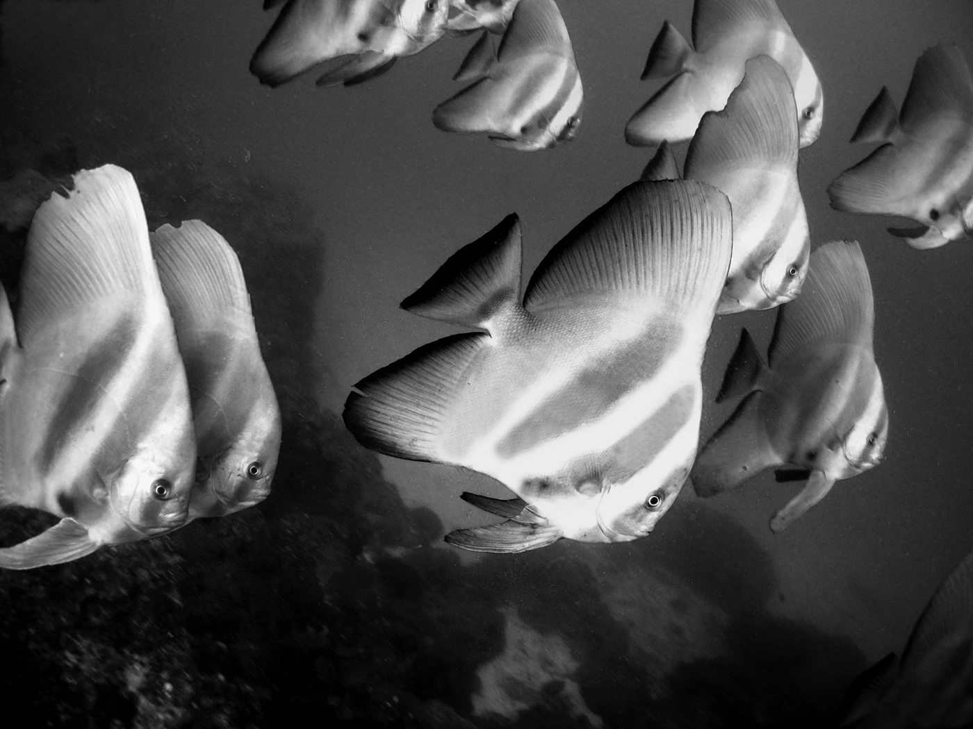 PLATAX - Wide Angle gold by DAVIDE  BARZAZZI, See in the Sea underwater photography contest