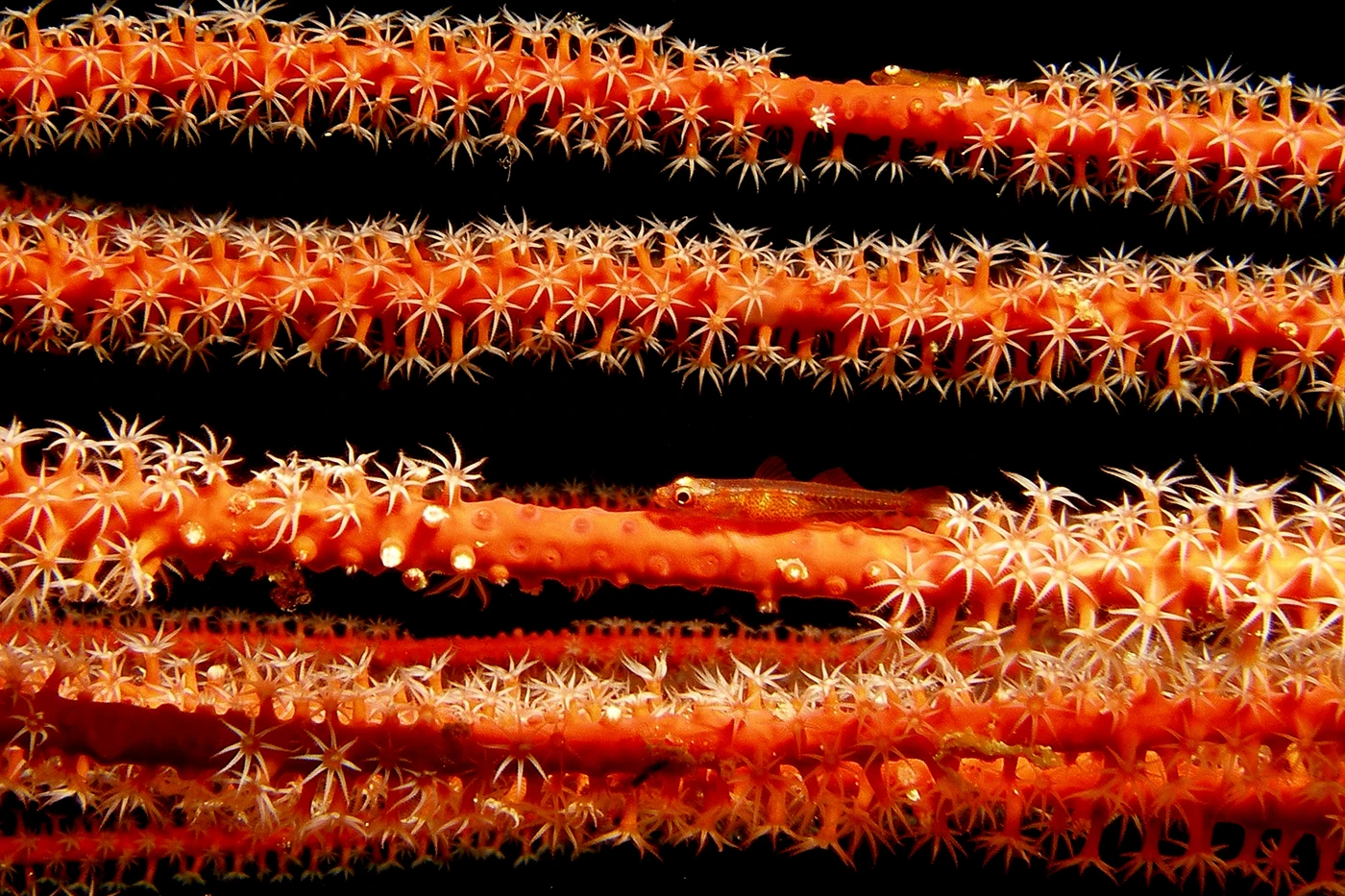 ROSSO MIMETICO - Macro bronze by FABRIZIO POMPILIO, See in the Sea underwater photography contest