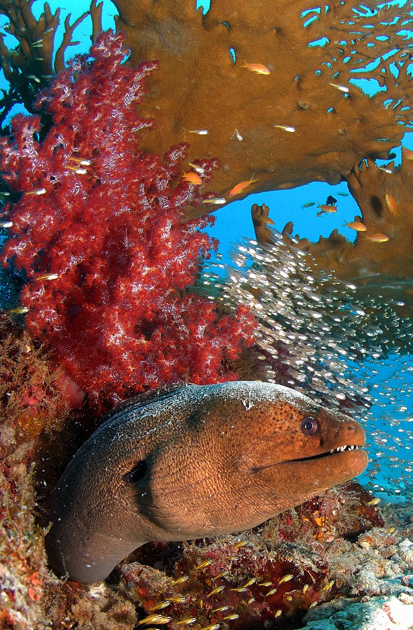 GEORGE - Wide Angle gold by MAURIZIO  BENEDETTINI, See in the Sea underwater photography contest