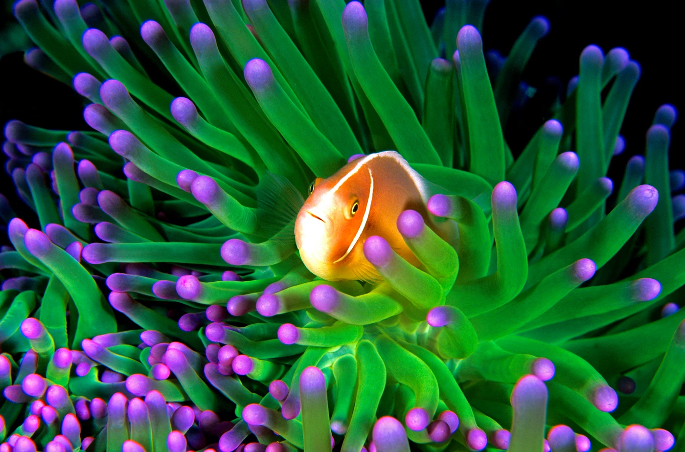 ESPLOSIONE PIROTECNICA - Storyboard gold by ADRIANO MORETTIN, See in the Sea underwater photography contest