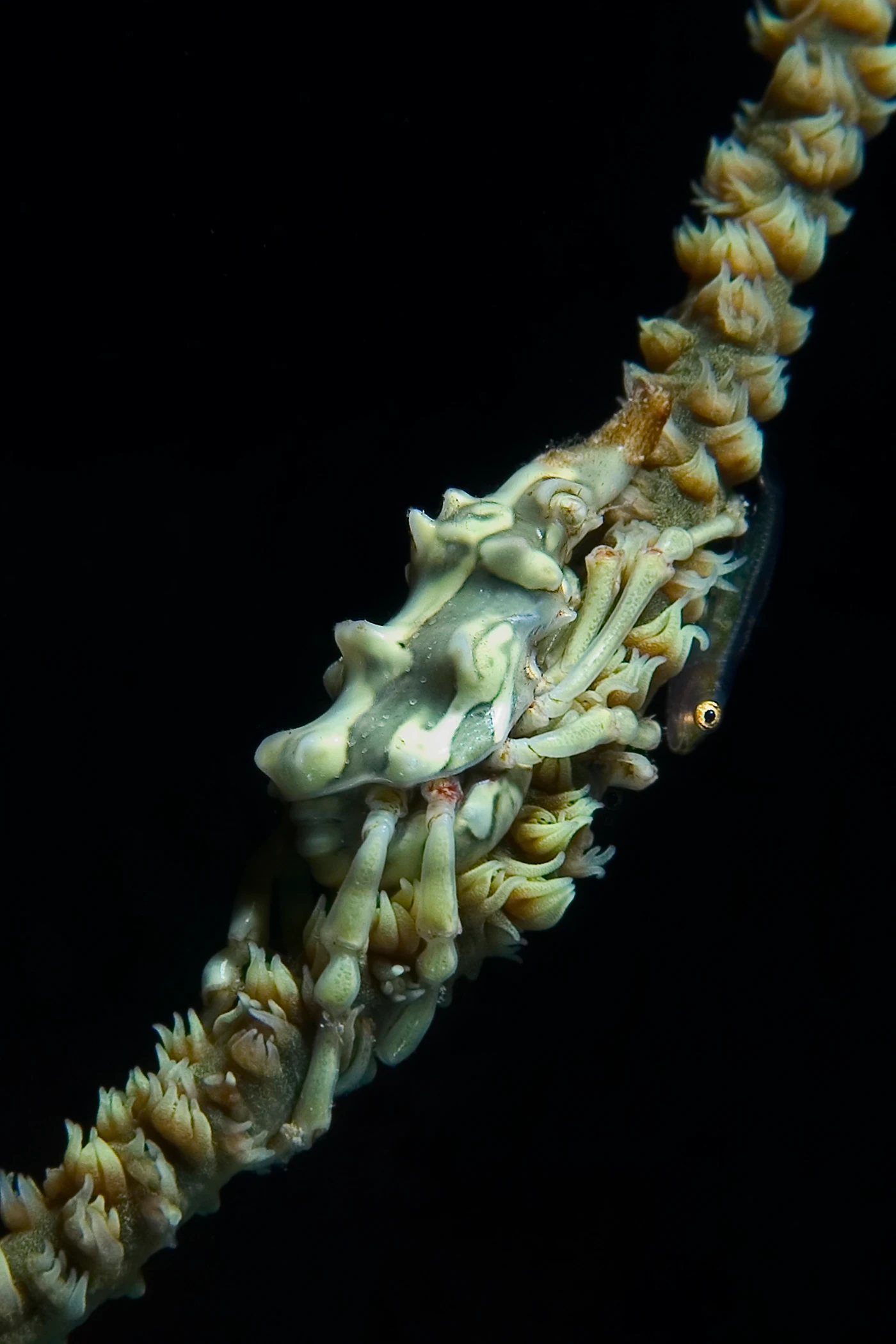 LA STRANA COPPIA - Storyboard bronze by MARCO CARACENI, See in the Sea underwater photography contest