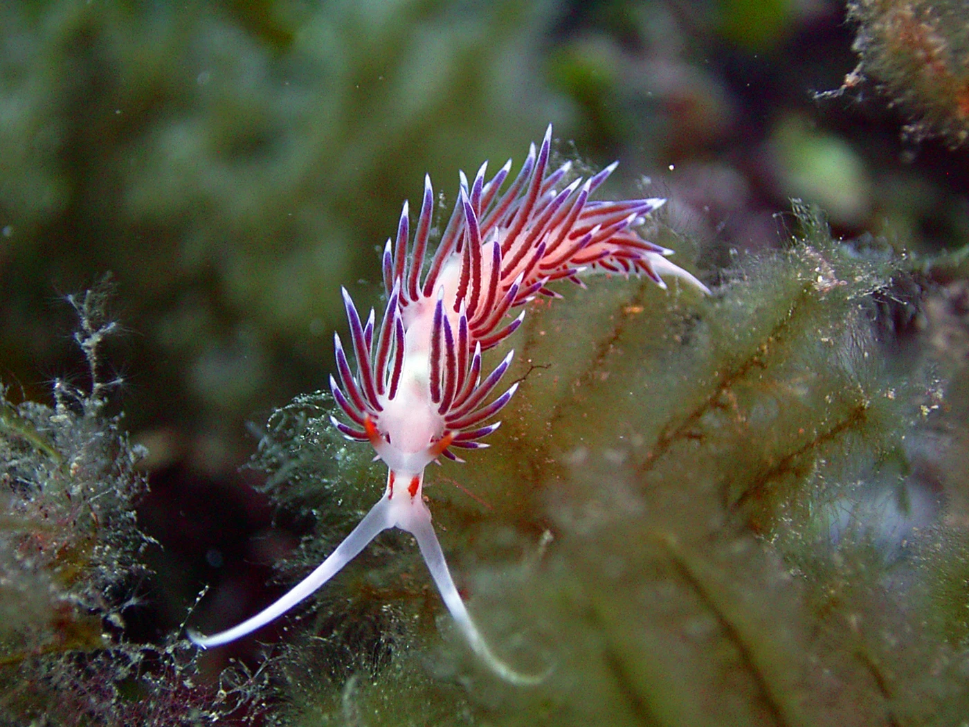 CRATENA - Macro gold by GIANMARIO PITZIANTI, See in the Sea underwater photography contest