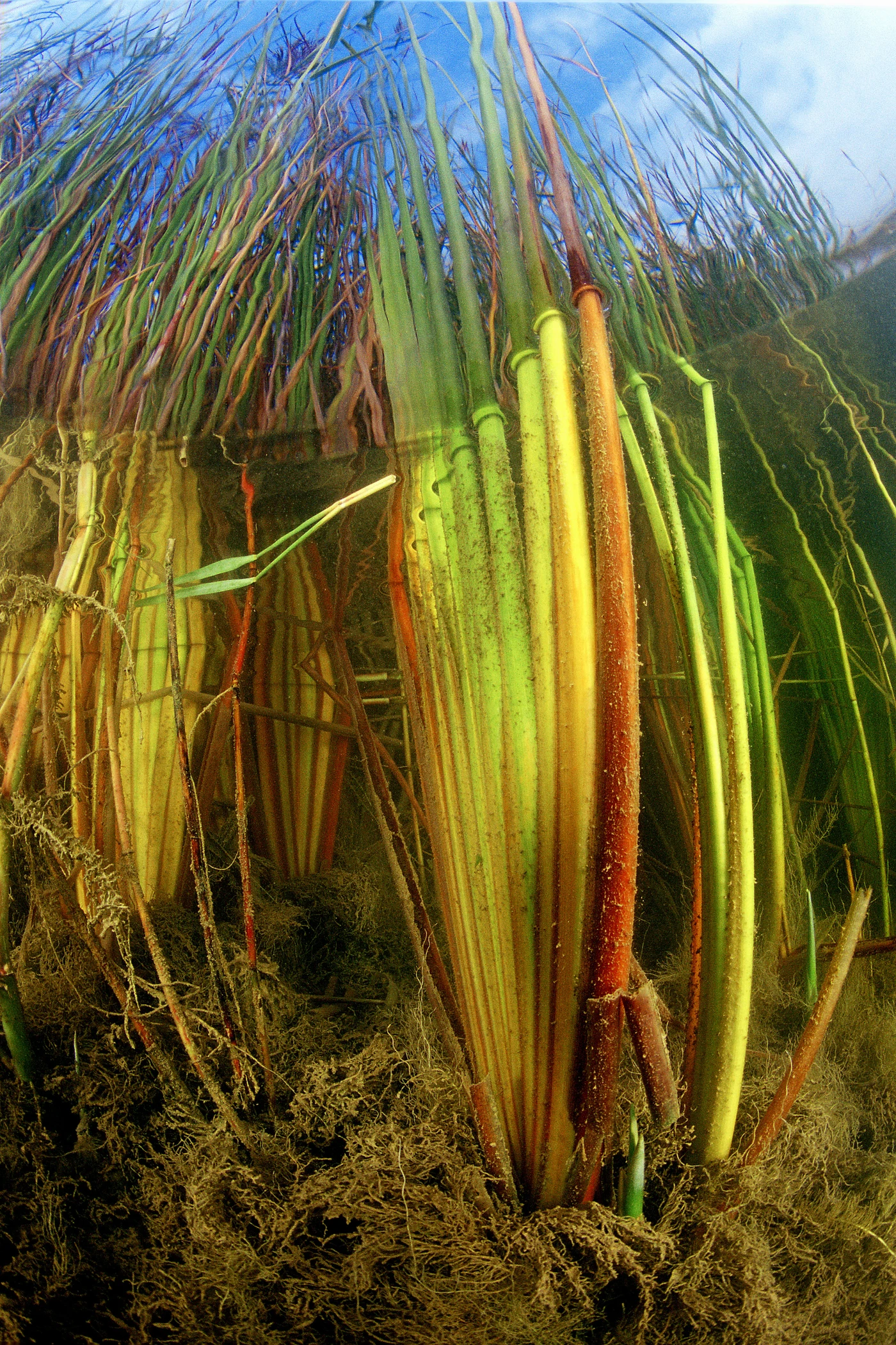 CANNETO - Wide Angle bronze by CLAUDIO ZORI, See in the Sea underwater photography contest