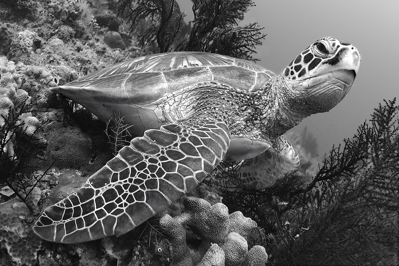 IN POSA - Storyboard gold by ADRIANO OCCHI, See in the Sea underwater photography contest