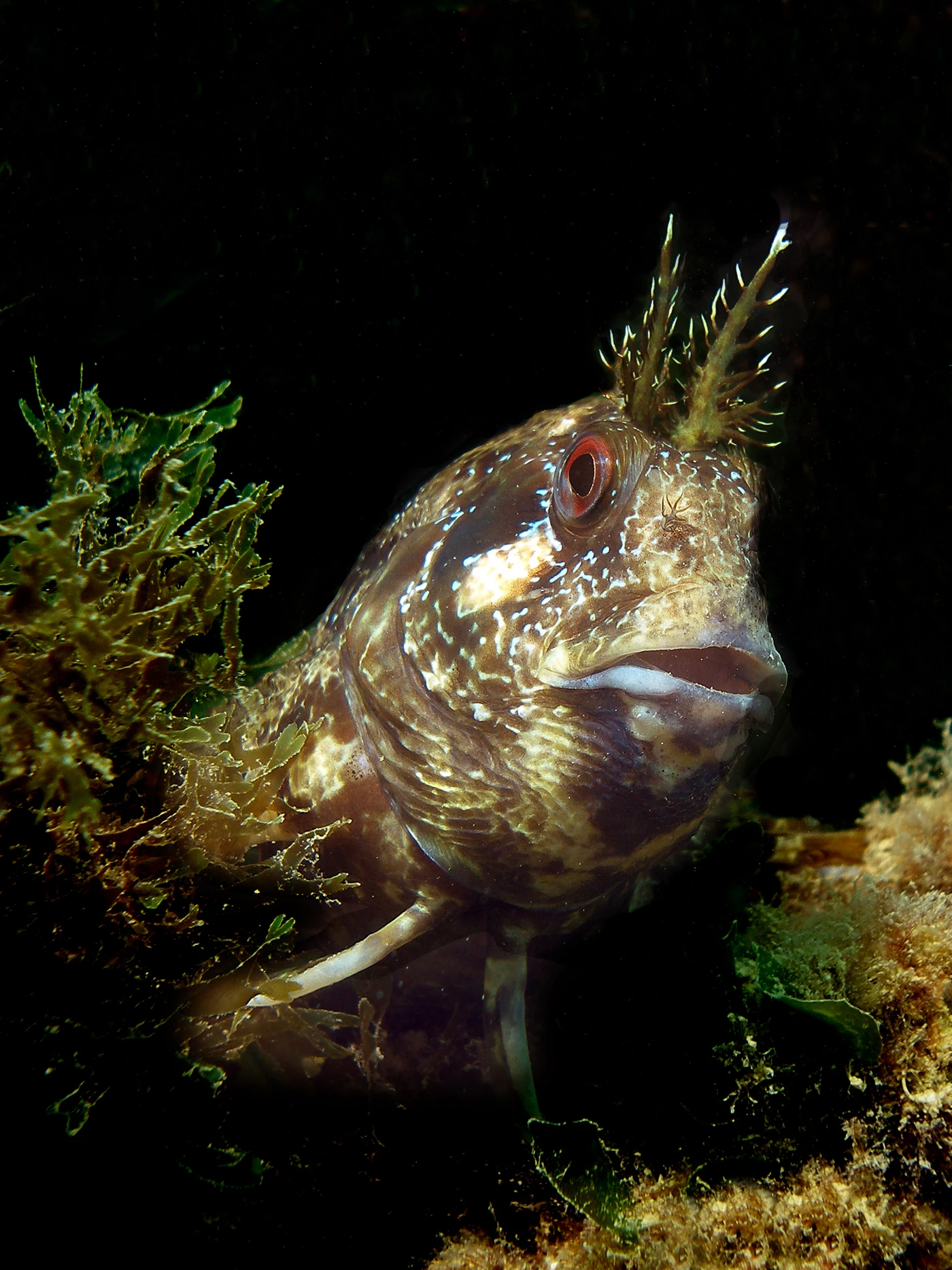 L'AMICO DI SEMPRE - Macro silver by FABRIZIO POMPILIO, See in the Sea underwater photography contest