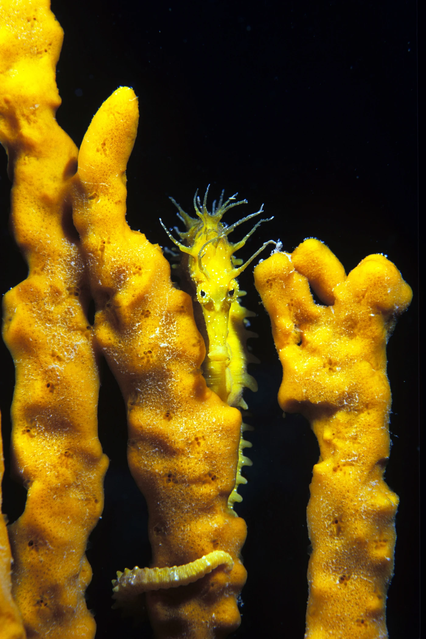 GIALLO MEDITERRANEO - Macro gold by ENRICO PATI, See in the Sea underwater photography contest
