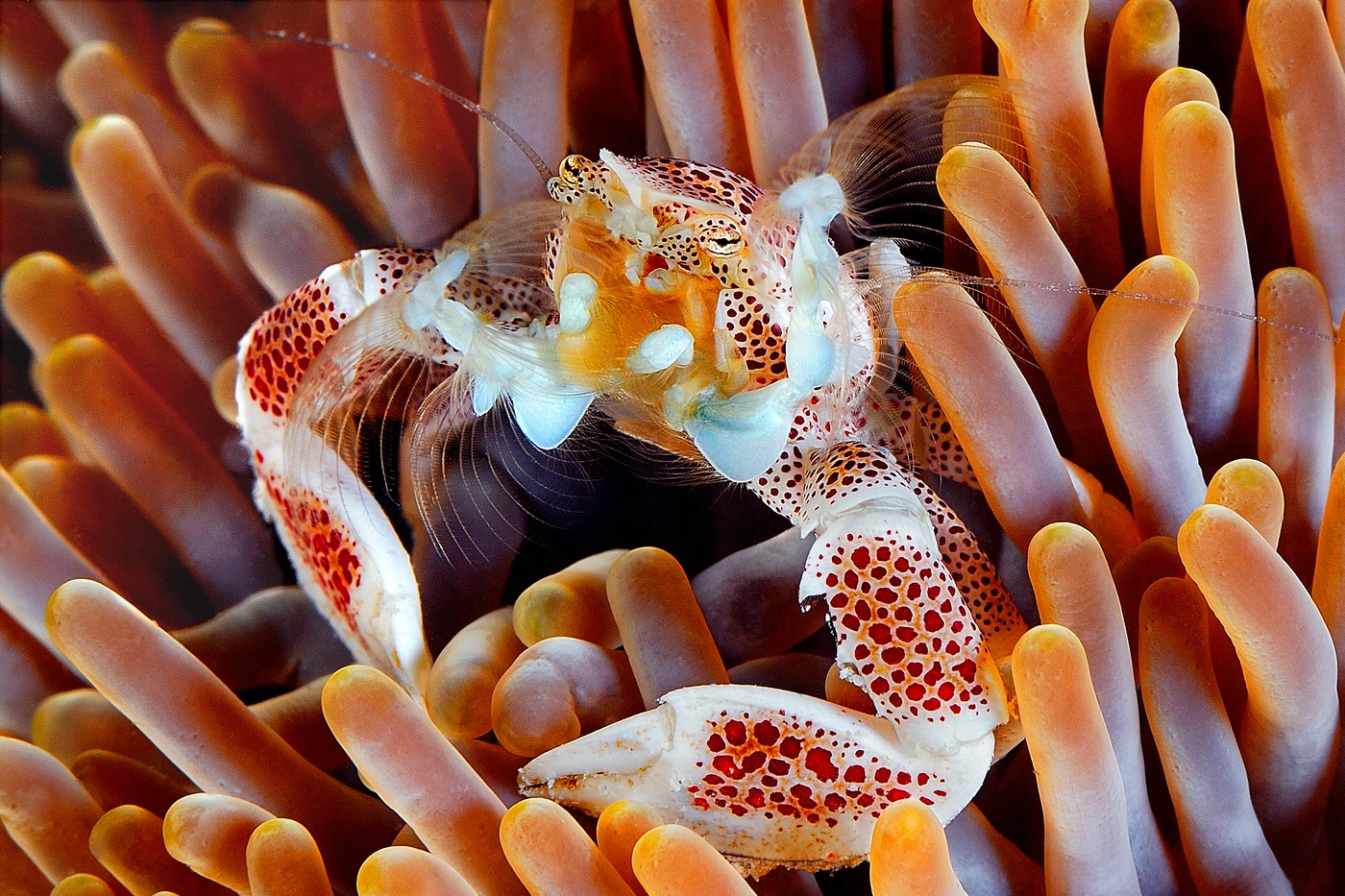 CASA MIA - Macro bronze by ADRIANO OCCHI, See in the Sea underwater photography contest