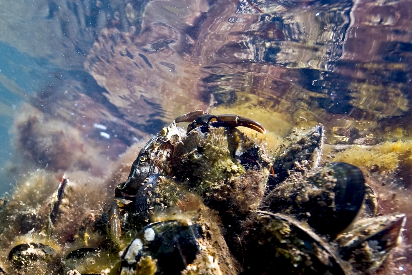 ATTENTO AI RIFLESSI - Storyboard silver by GABRIELE DONATI, See in the Sea underwater photography contest