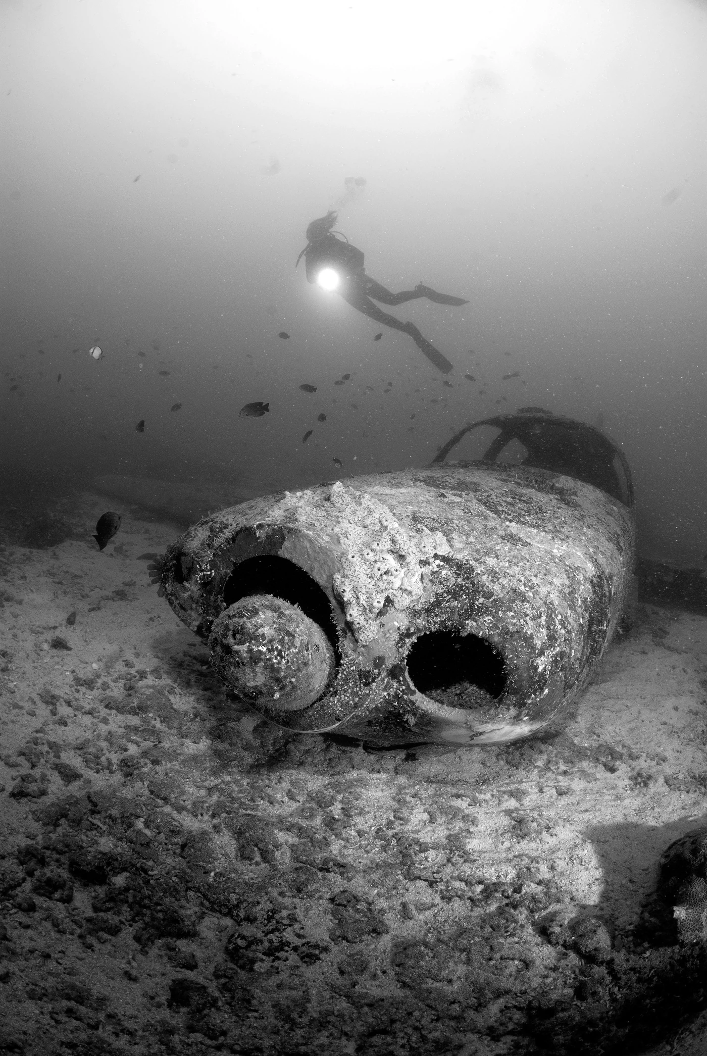 VOLARE - Wide Angle bronze by GIACOMO  MARCHIONE , See in the Sea underwater photography contest