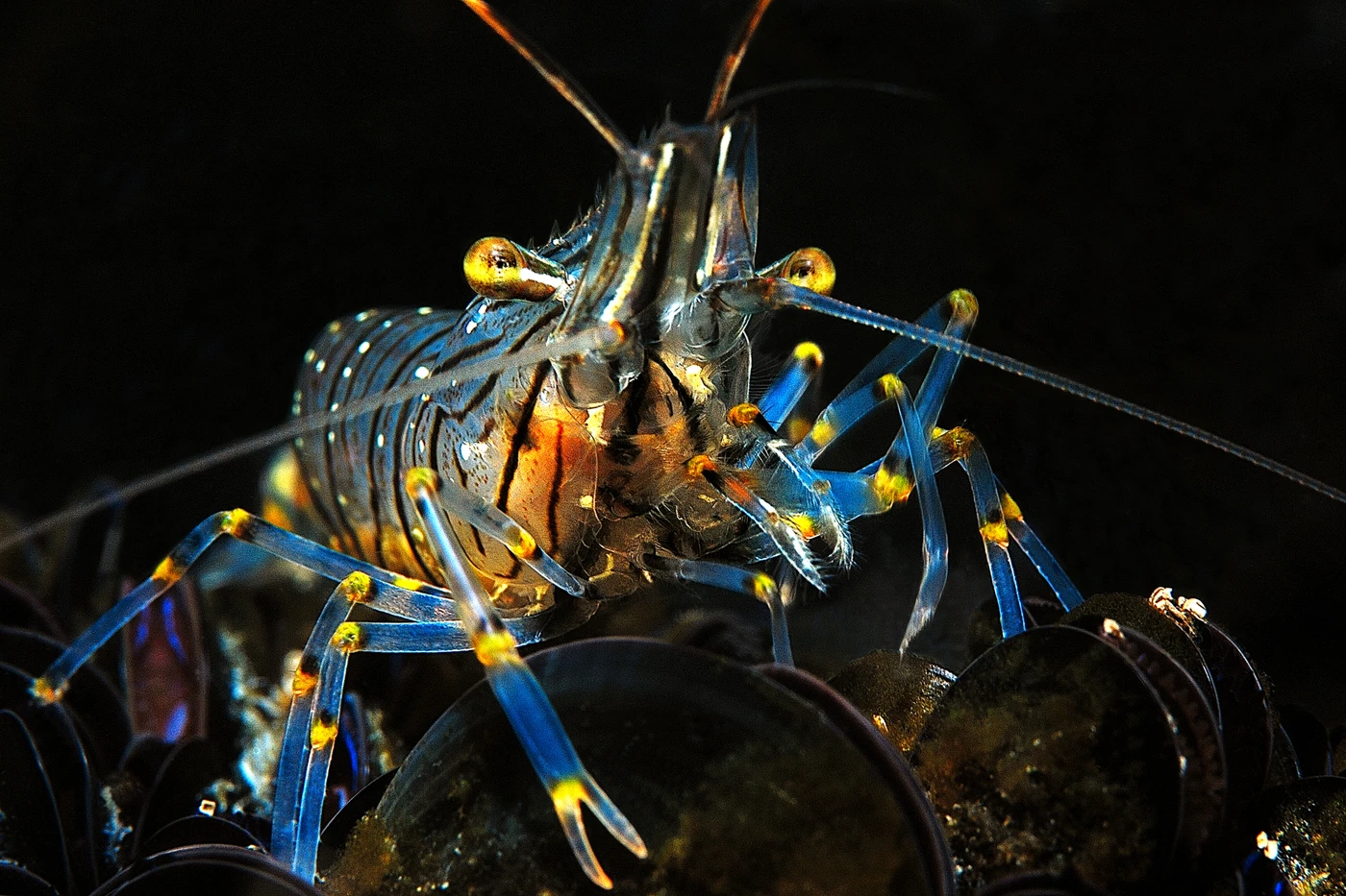 GAMBERO - Storyboard gold by ADRIANO OCCHI, See in the Sea underwater photography contest