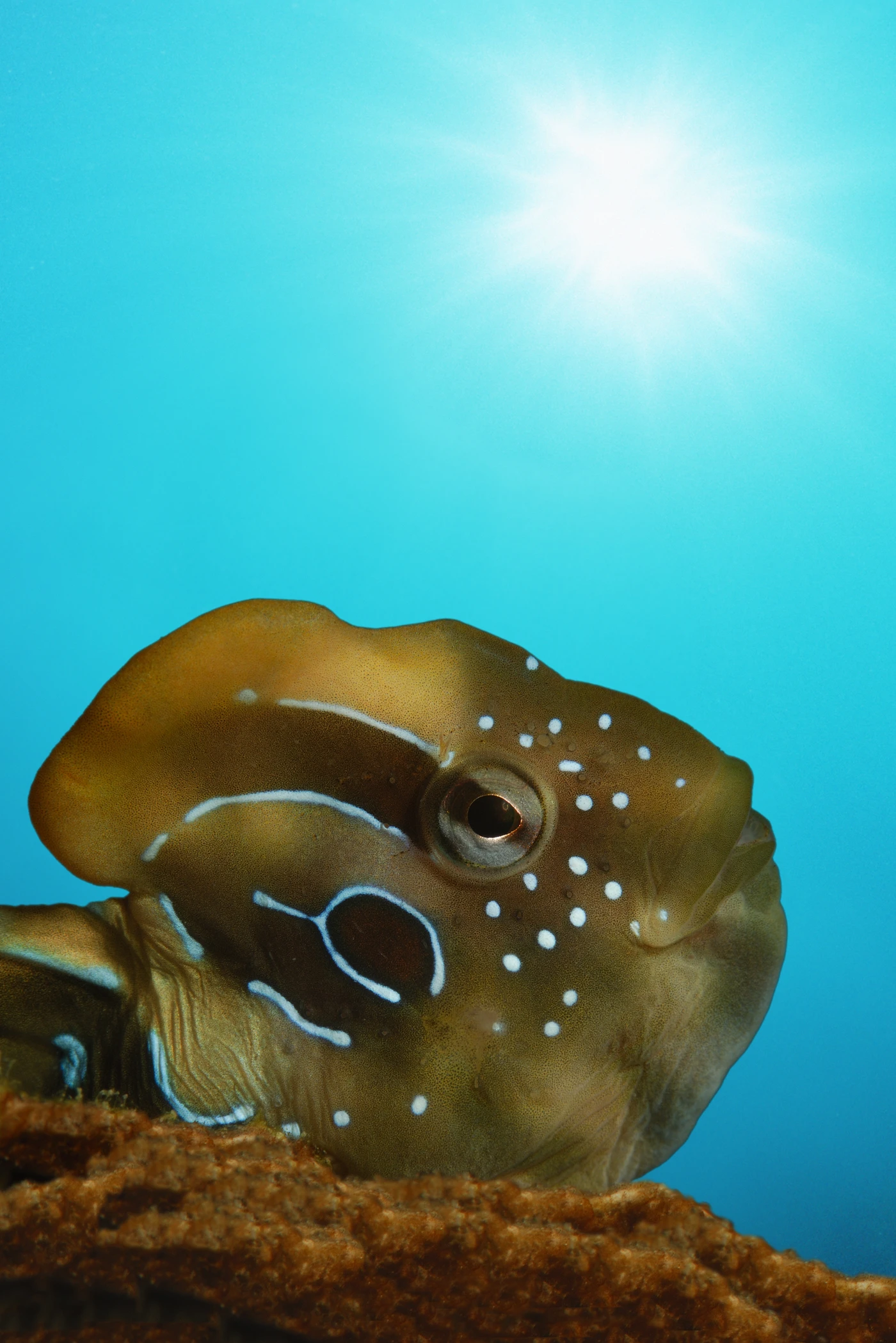 BAVOSA PAVONE - Storyboard bronze by CLAUDIO  ZORI, See in the Sea underwater photography contest