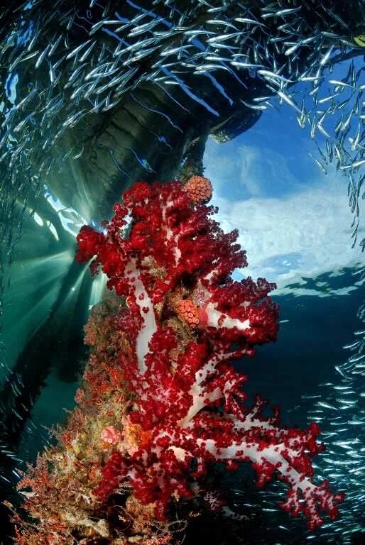 PONTILE - Wide Angle bronze by MICHELE  DAVINO, See in the Sea underwater photography contest