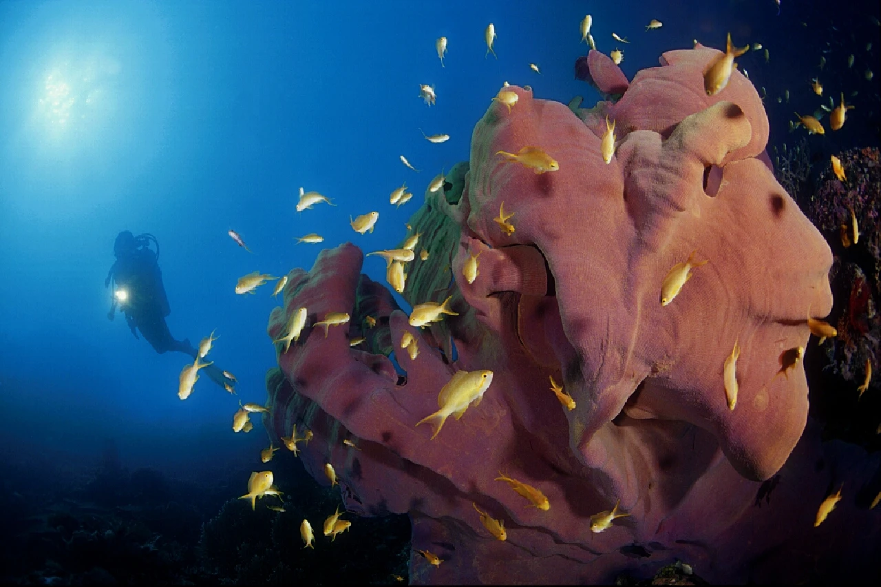 On Tip Toes - Environment bronze by Stefano Gradi, See in the Sea underwater photography contest