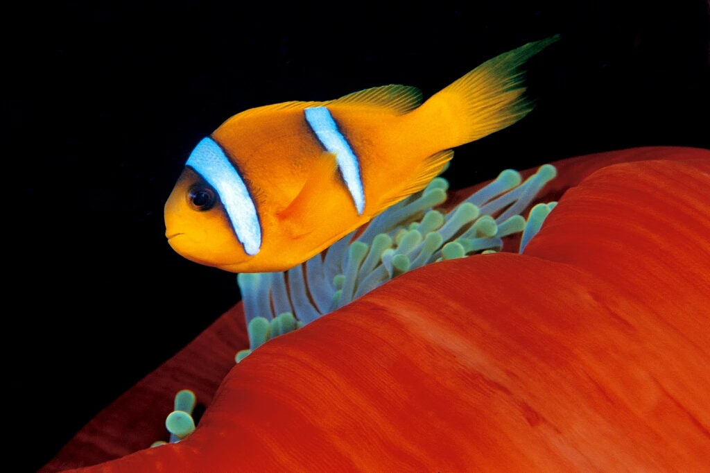 CLOWN - Macro silver by GIOVANNI  SMORTI, See in the Sea underwater photography contest