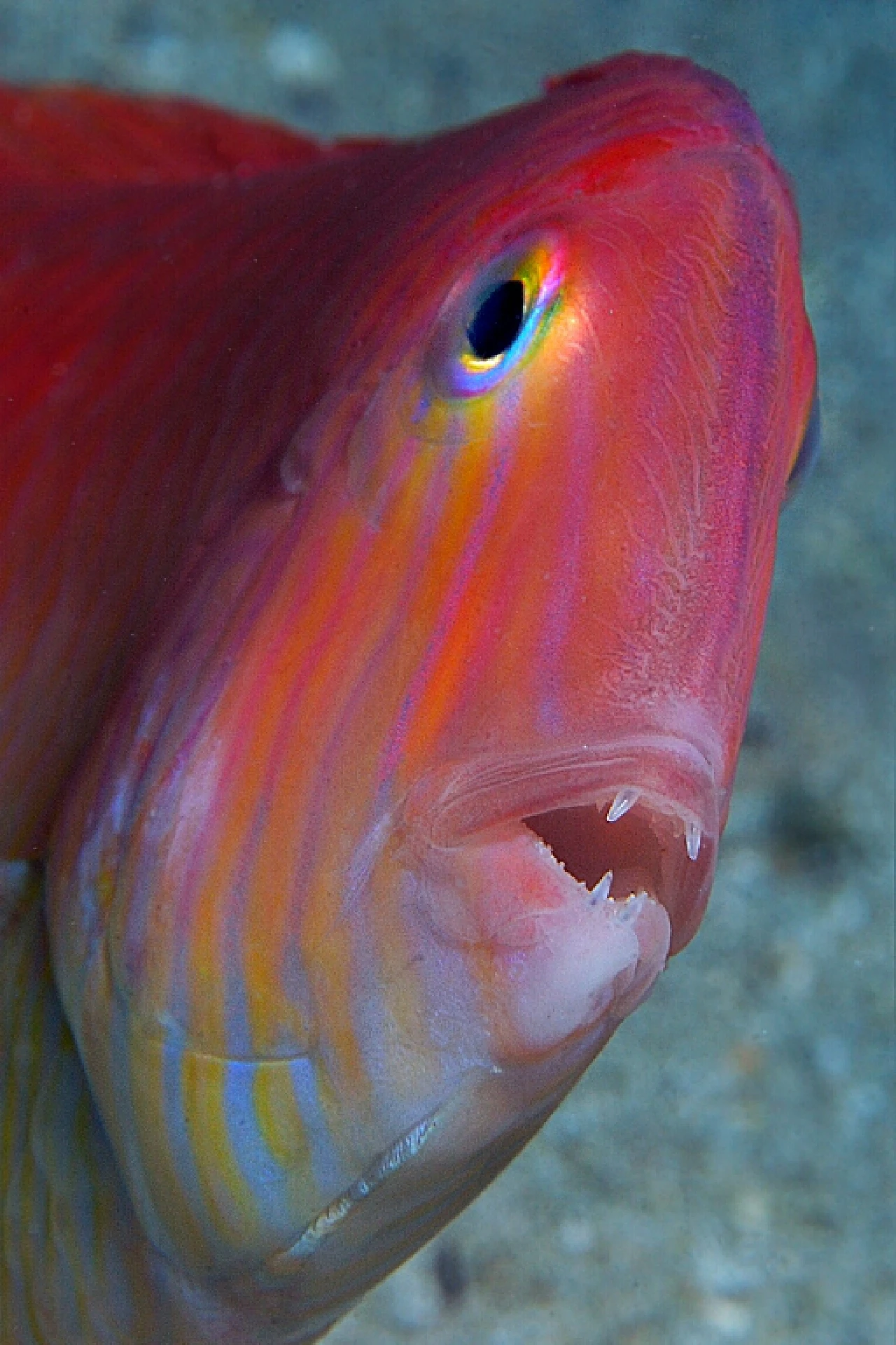 Pettinino - Environment gold by Giuseppe Piccioli Resta, See in the Sea underwater photography contest