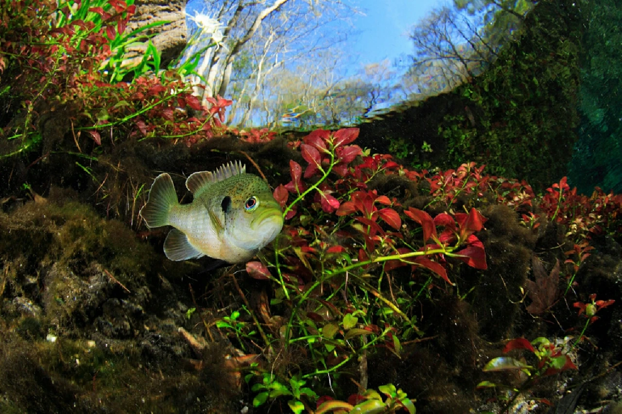 Ginnie - Environment silver by Alessio Viora, See in the Sea underwater photography contest