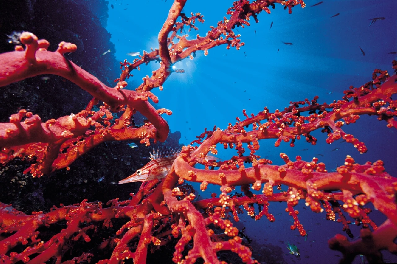 Environment - Environment gold by Giovanni Smorti, See in the Sea underwater photography contest